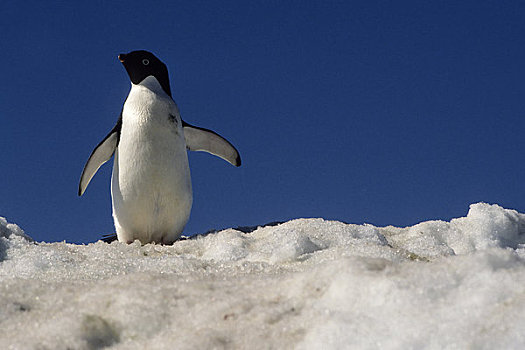 南极半岛,区域,禽,岛屿,阿德利企鹅