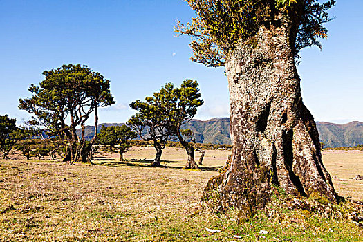 树,世纪,论,高原,保罗的艺术,葡萄牙