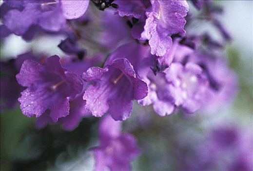 蓝花楹,蕨类,树,柔光,紫花