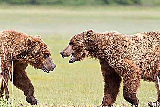 棕熊,互动,卡特麦国家公园,阿拉斯加,美国