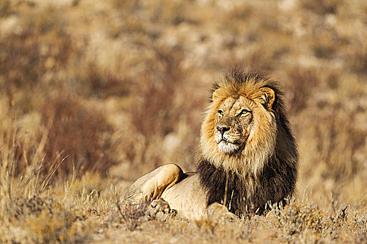 狮子,雄性,休息,卡拉哈里沙漠,卡拉哈迪大羚羊国家公园,南非,非洲