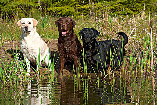 拉布拉多犬,狗,三个,水中