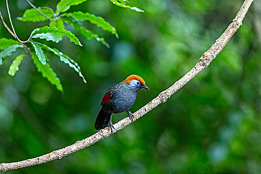 树林中觅食的赤尾噪鹛鸟