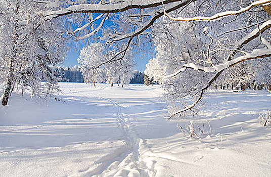 冬天,公园,雪中