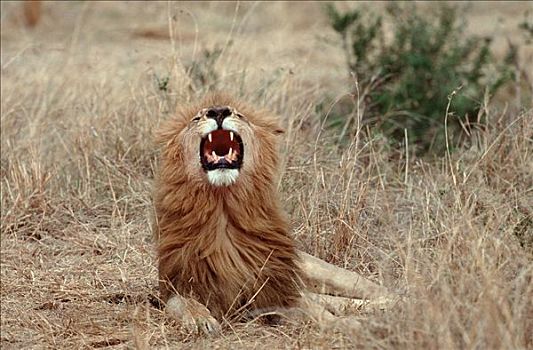 非洲狮,雄性,禁猎区,肯尼亚,狮子