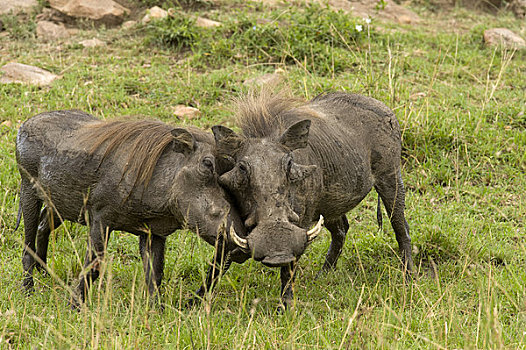 疣猪,打闹,马赛马拉,肯尼亚