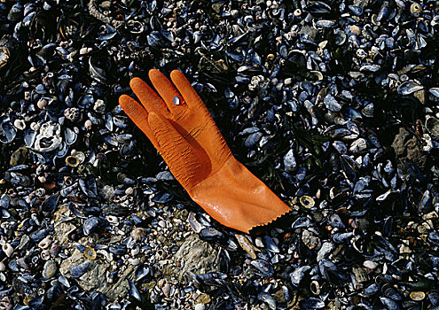 橡胶手套,丢弃,壳,遮盖,海滩