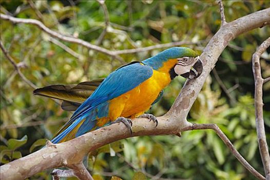 金刚鹦鹉,黄蓝金刚鹦鹉,坐在树上,巴西,侧面