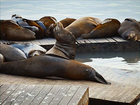 海狮,码头,加利福尼亚,美国