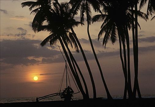 日落,棕榈树,斯里兰卡