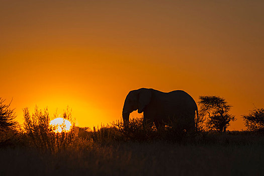 非洲象,日落,剪影,逆光,国家公园,博茨瓦纳,非洲