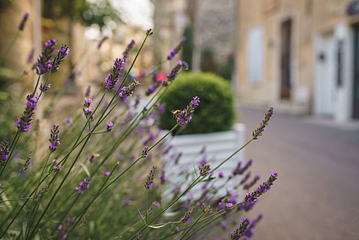 法国南部普罗旺斯街头花坛里的薰衣草
