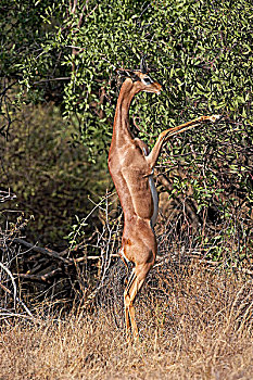 非洲瞪羚,瞪羚,长颈羚,雄性,后腿站立,吃,叶子,肯尼亚