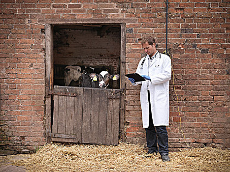 兽医,检查,母牛