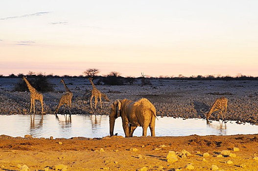 非洲,灌木,大象,非洲象,长颈鹿,晚上,水坑,埃托沙国家公园,区域,纳米比亚