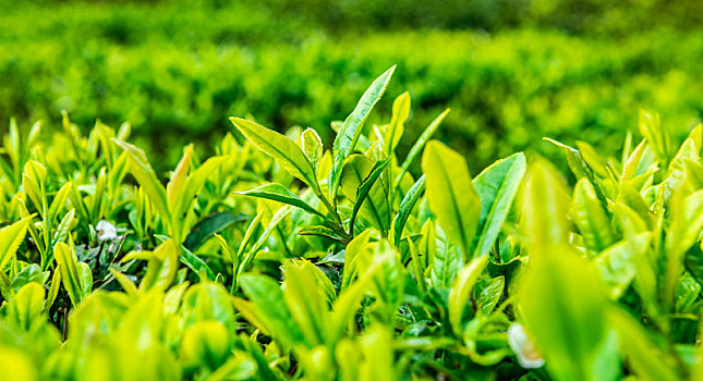 茶园里新鲜的茶芽和叶