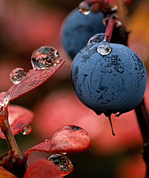 微距,露珠,水滴,蓝莓,红叶,德纳里峰国家公园,保存,室内,阿拉斯加,秋天