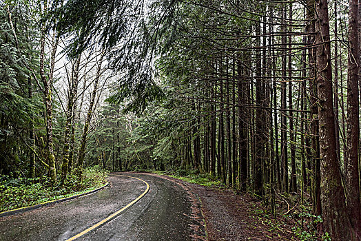 路湿,树林,不列颠哥伦比亚省,加拿大
