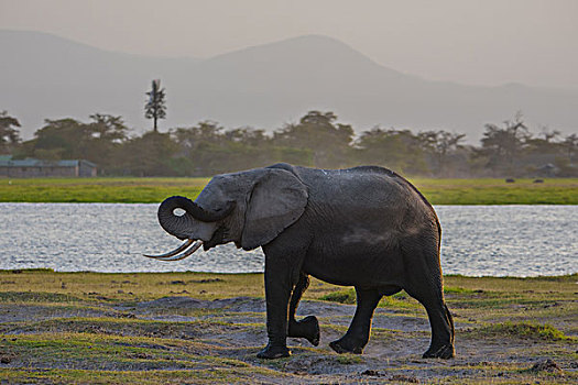 肯尼亚山国家公园大象用沙浴降体温