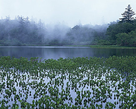 沼泽,雾