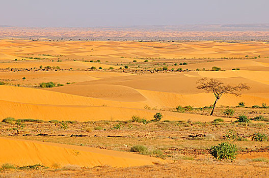 荒漠景观,沙丘,路线,阿德拉尔,区域,毛里塔尼亚,非洲