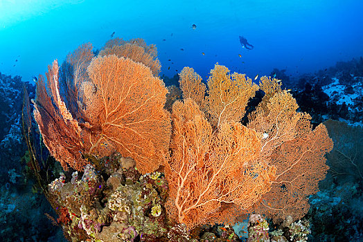 潜水,漂浮,上方,珊瑚礁,巨大,海洋,粉丝,红海,埃及,非洲