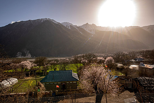 风和日丽,桃花