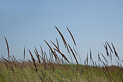 黑龙江齐齐哈尔扎龙丹顶鹤自然保护区沼泽湿地的荒草