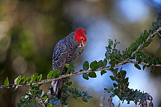 美冠鹦鹉,成年,雄性,籽荚,树,新南威尔士,澳大利亚