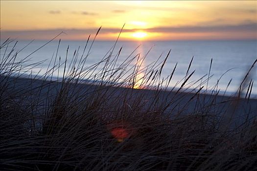 沙丘草,晚上,太阳,靠近,岛屿,北弗里西亚群岛,石荷州,德国,欧洲