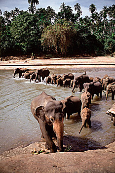 斯里兰卡,大象,离开,河,大象孤儿院
