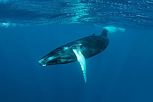 驼背鲸,大翅鲸属,鲸鱼,幼兽,公海,银,堤岸,保护区,大西洋,多米尼加共和国,北美