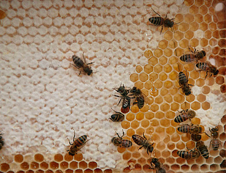 蜜蜂,工作,蜂蜜,节日
