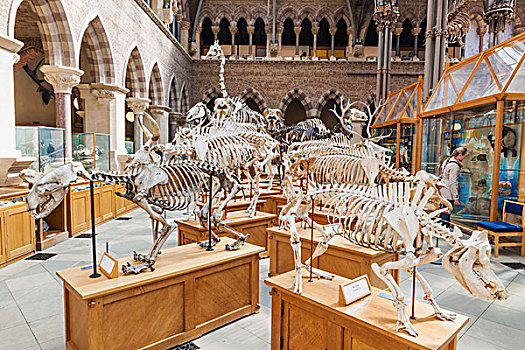 英格兰,牛津,自然博物馆,展示,动物,骨骼