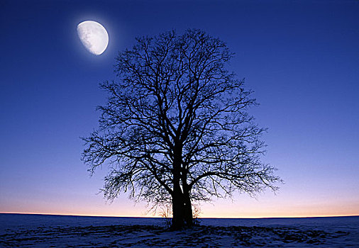 地点,树,秃头,剪影,晚间,月亮,序列,自然,落叶树,季节,冬天,雪,黎明,半月,地平线,日落,概念,寒冷,孤树,蓝色
