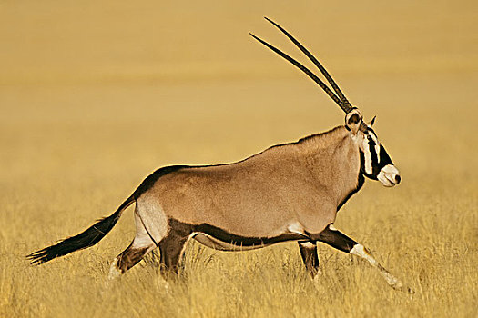 长角羚羊,南非大羚羊,羚羊,自然保护区,纳米比亚