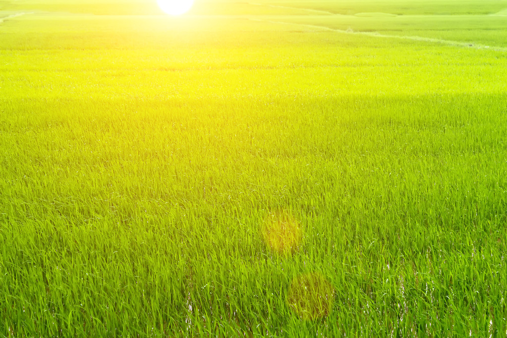 太阳照着稻田图片图片