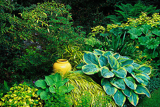 品种,植物,家庭花园