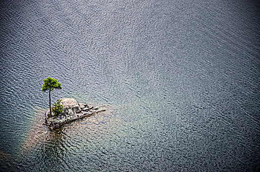 一棵树,湖