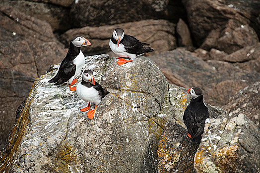群,角嘴海雀,北极,岩石上,岛屿,西部,峡湾,冰岛,欧洲