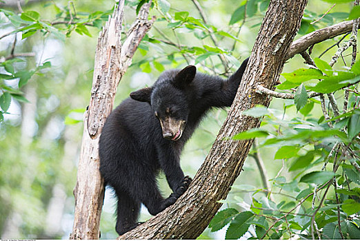 黑熊,幼兽,树上,美国