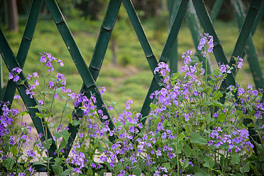 紫花栅栏