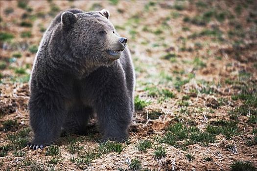 棕熊,国家公园,黄石国家公园,怀俄明,美国