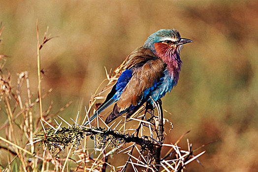 肯尼亚,马赛马拉国家保护区,侧视图,紫胸佛法僧鸟,大幅,尺寸