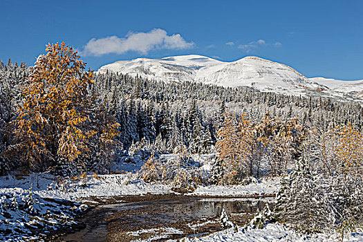 清新,下雪,两个,医疗,河,野牛,山,冰川国家公园,蒙大拿,美国