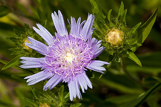 矢车菊,紫苑属,花