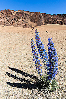 花,蓝色,蓝蓟属,浮岩,地点,泰德国家公园,特内里费岛,加纳利群岛