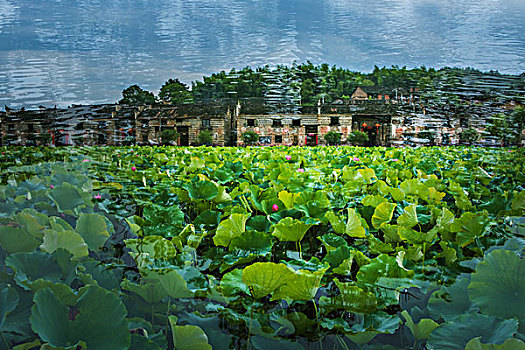 荷塘,荷花,大树,人群,夏天,天空,云,农村,荷叶,莲花,藕,莲子,特写,素材,质感,细腻,纹理,线条