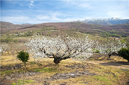 山谷,杏树