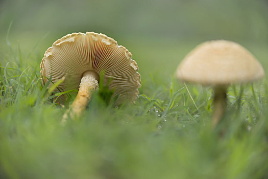 蘑菇,风景
